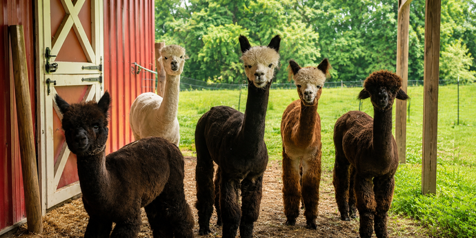TEAMCHILDS® WELLNESS ACRES ALPACA5™ Experience